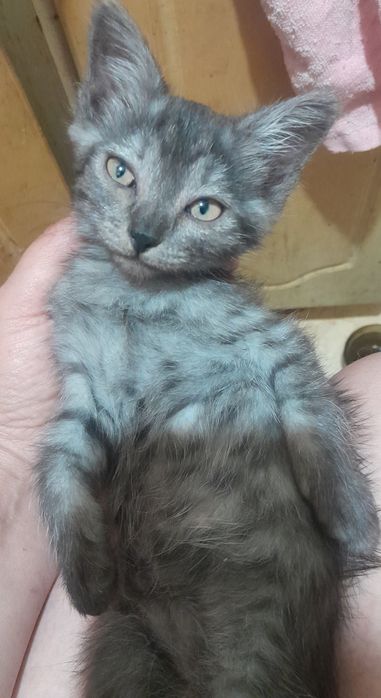 Одна девочка два мальчика Котята