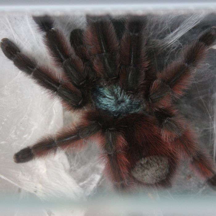 Vand tarantule vii și tablouri