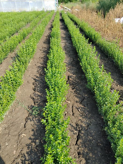 Лигуструм растение за изграждане на огради