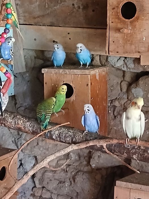 Papagali peruși de vânzare