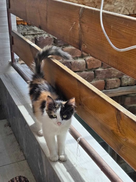 Подарявам калико коте
