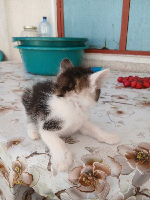 Pisicute pentru adoptie