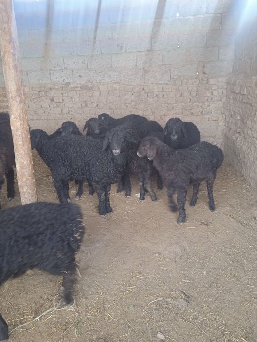 Козы сатылады кой