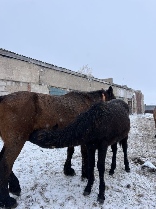 2 Ұрғашы Жабағы Сатам Үштөбе