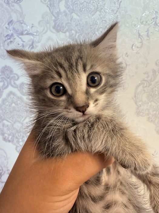 Отдам котенка в хорошие руки