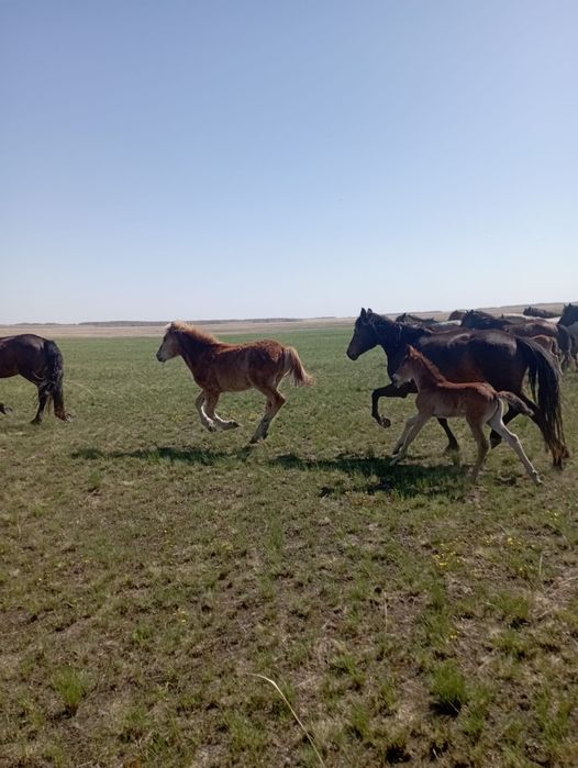 Продам 2  кобыл с жеребятами