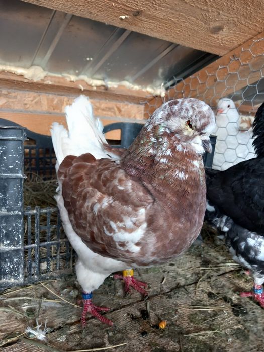 Porumbei kingi linia noua