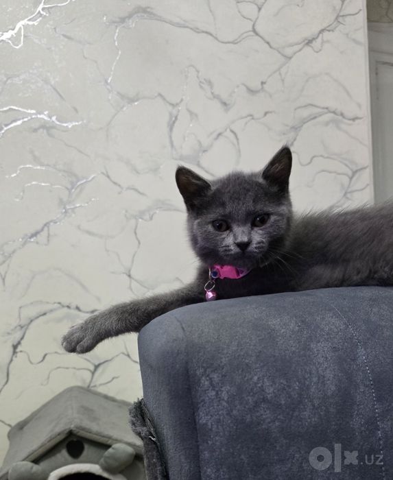Котёнок скоттиш страйт
