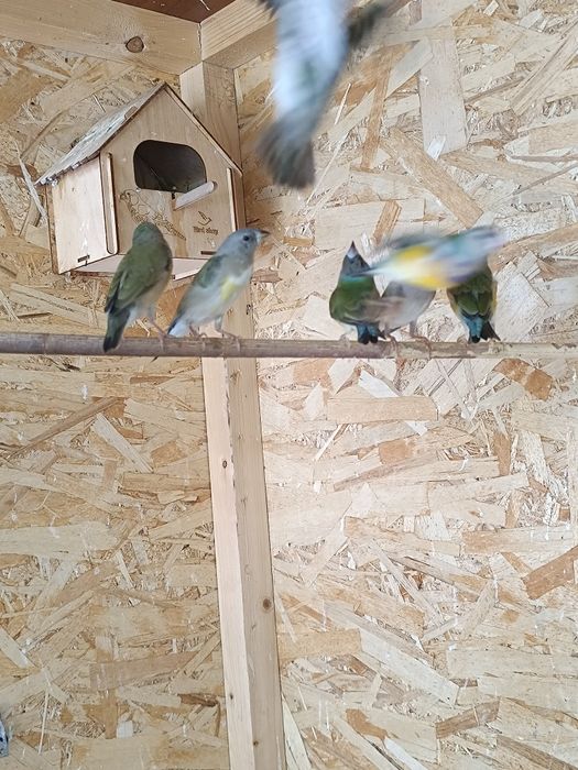 Продам Амадины ГУЛЬДА ОПТОМ