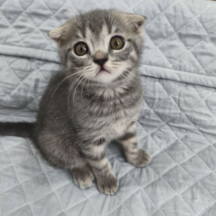 Котята породистые