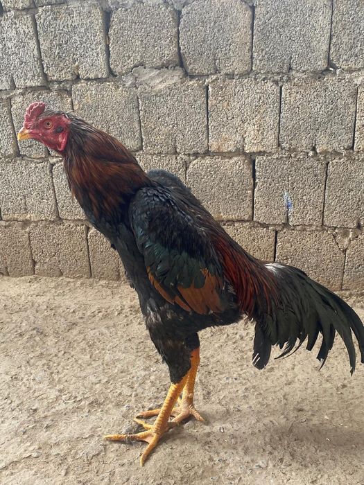 Жоқ толко сатылады