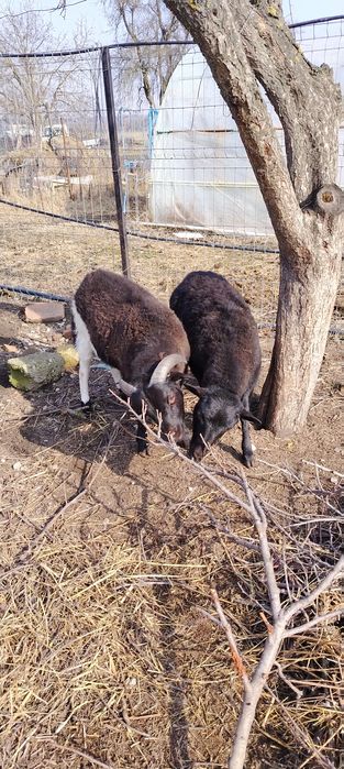 Vind oițe de carne fata și baiat au sase luni