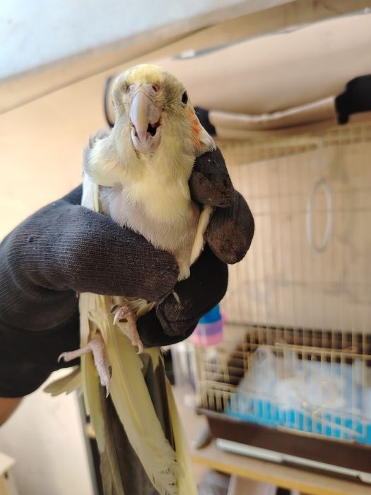 Karella qushimiz sotiladi o'g'il bola