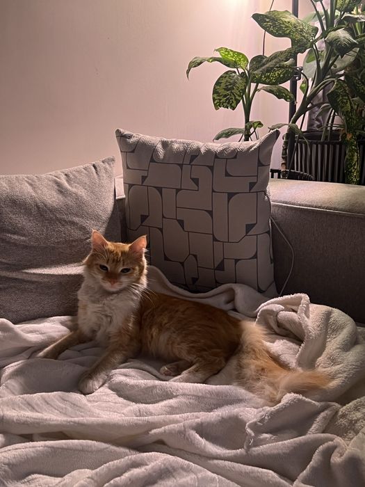 Котенок девочка ищет дом!