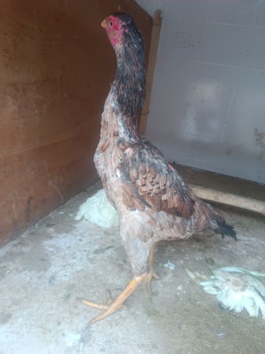 Dakan tovuq bedana par