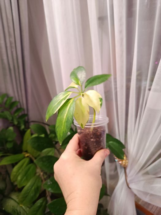 Продам комнатные цветы