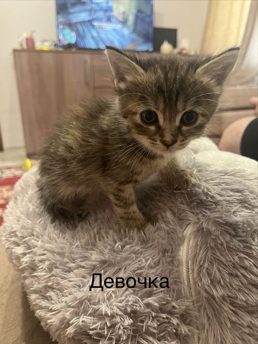 Отдадим котят в добрые руки