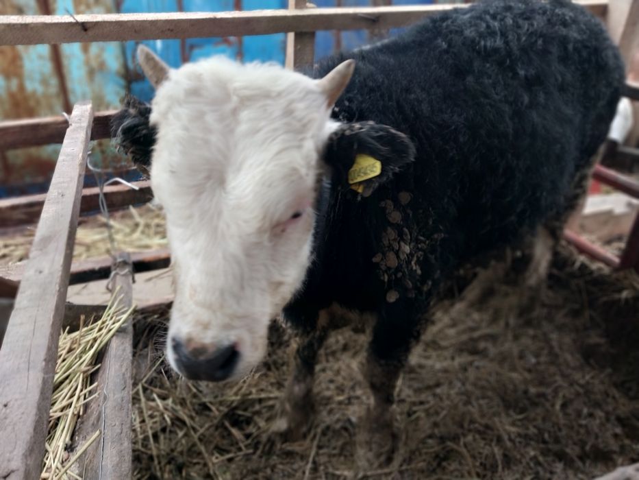 Семіз баспақтар сатылады