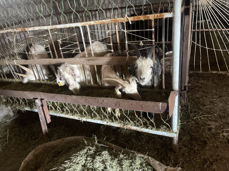 Қой, Ешкі , Қошқарлар Теке 1 Серке 2