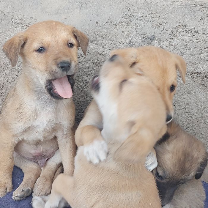 Собаки Животные Щенки 1,5 месяца