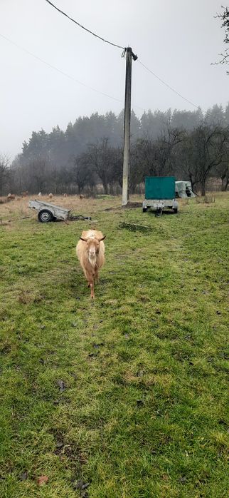 Vând tap frumos ,3 ani ,preferabil pt monta