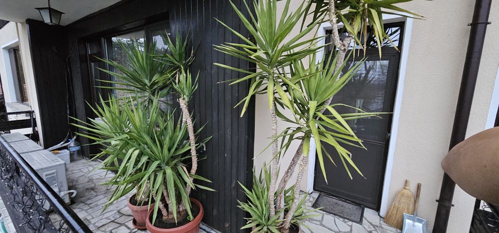 Слонска Юка 20 годишни