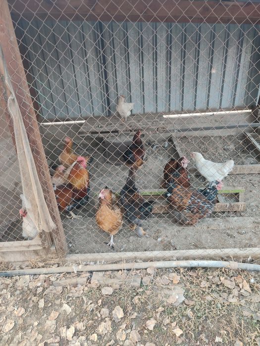 Распродаем курачек и петушков