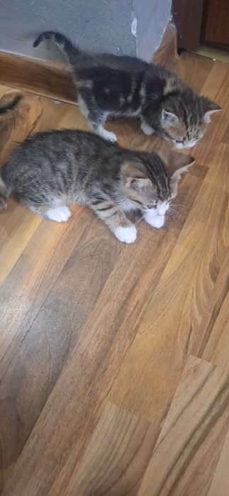 Малки британски котки