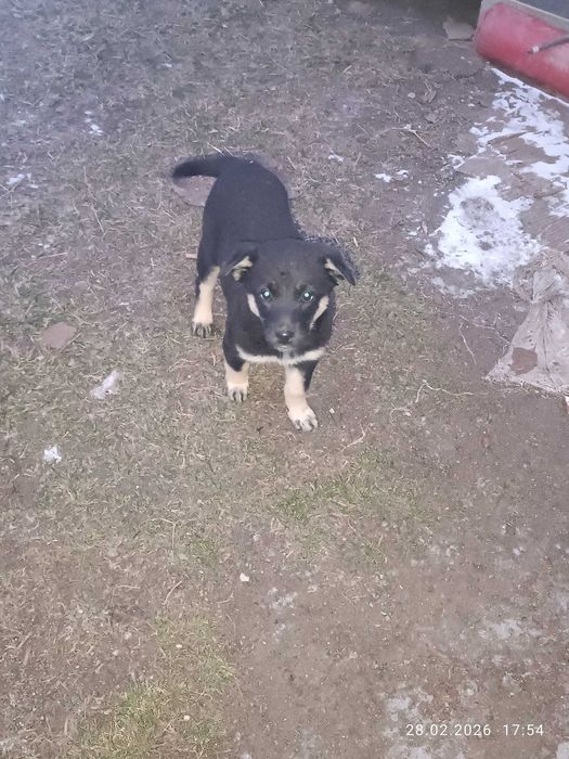 Отдам щенков в добрые руки