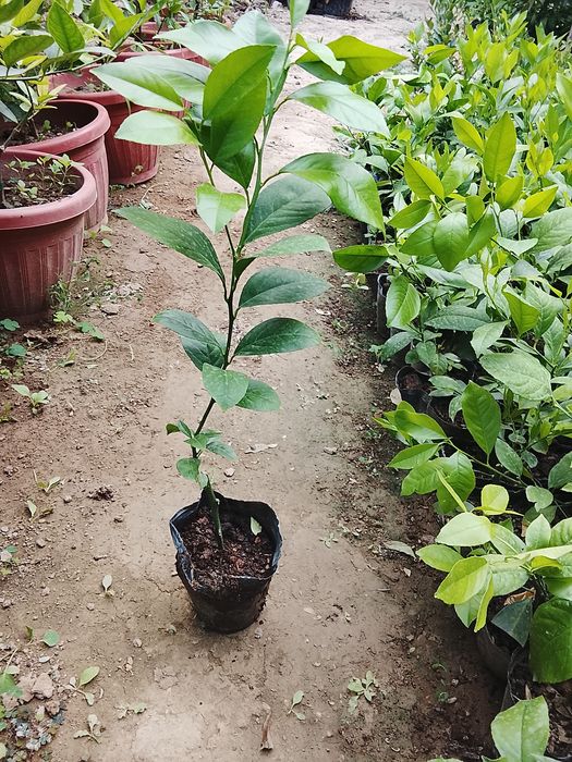 1 yilli limon koʻchatlar