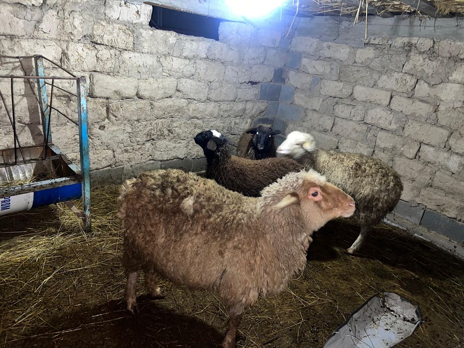 Тоқтылар сатылады семіз