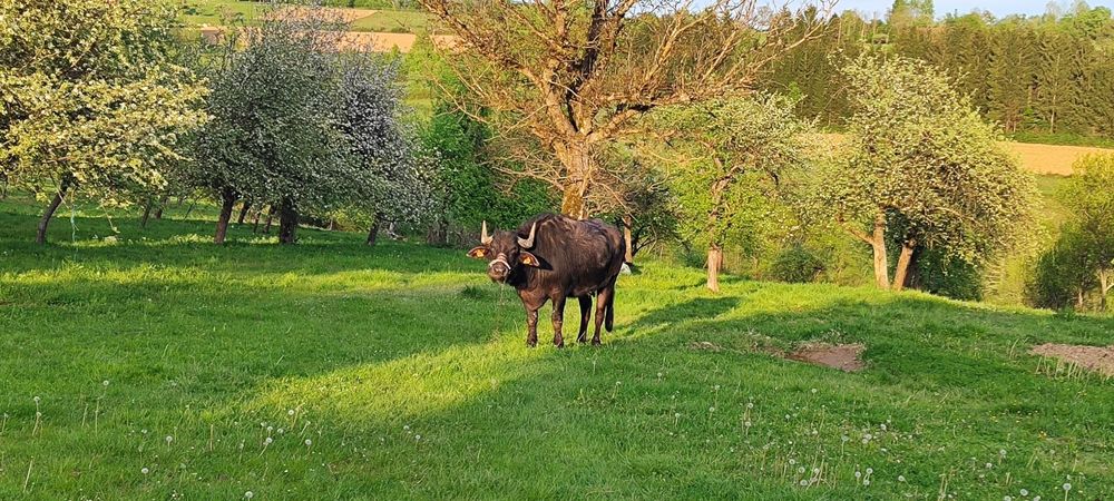 De vânzare bivoliță