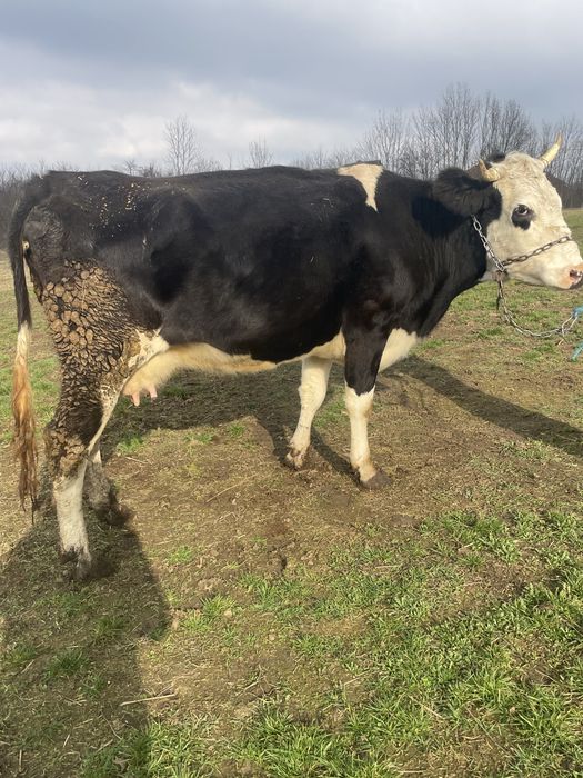 Vand vaca baltata romaneasca foarte buna de lapte