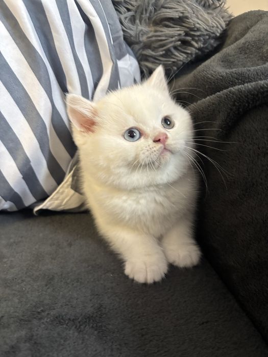 Pui British Shorthair