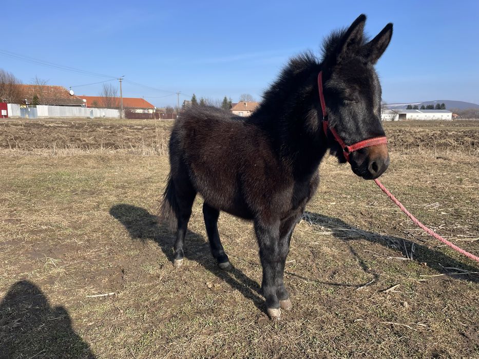 mama ponei si tata măgar