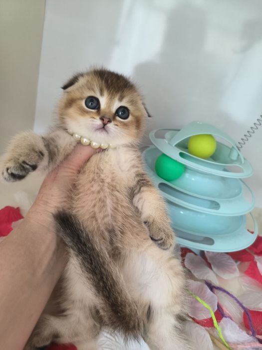 Котята от правильной вязки