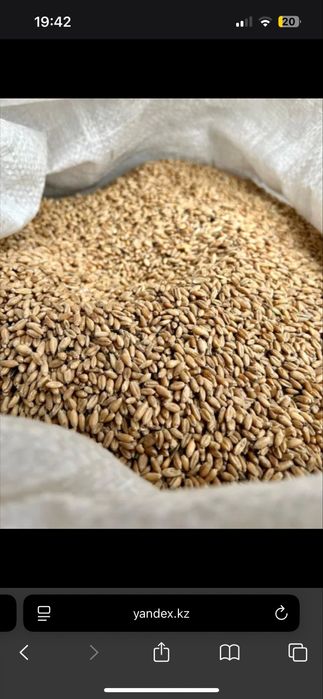 Тартылған арпа, бидай, жүгері сатылады.