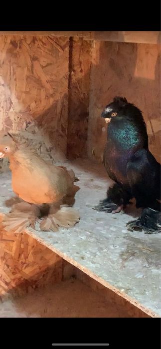 Голуби вольерные