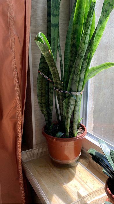 Продаю цветы «декабриста»розовые