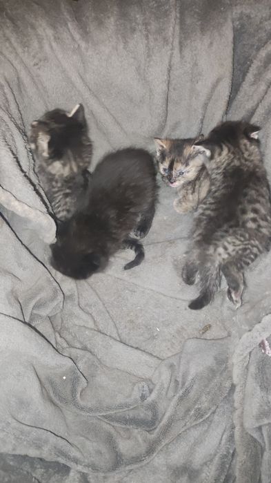 Отдам даром кошку и 4 детишек  писать только на ватсап!!!