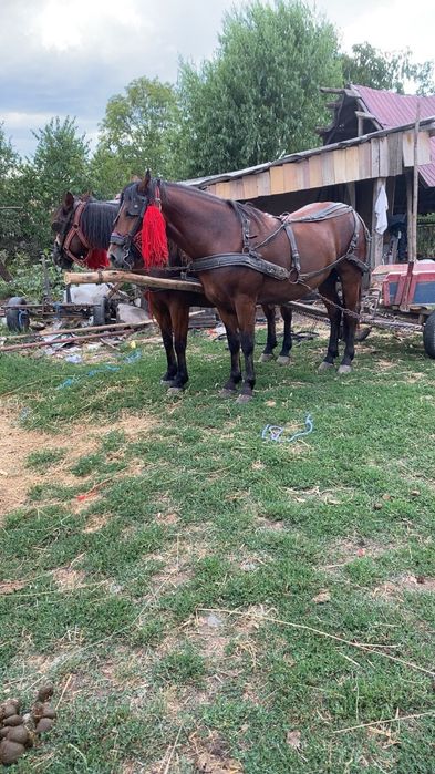 Manz de 2 ani de vanzare