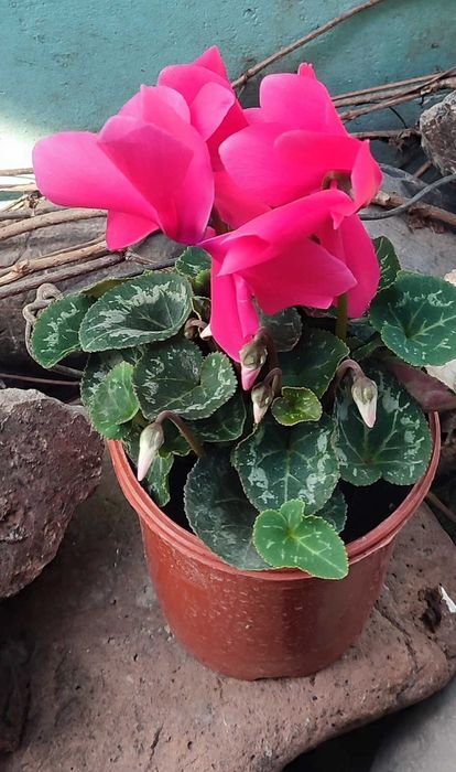 Цикламен продается