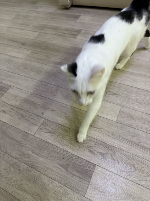 Отдаем кота в добрые руки