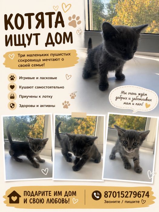 Срочно отдадим котят