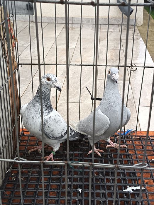 vand porumbei voiajori italieni tineri culoare speciala