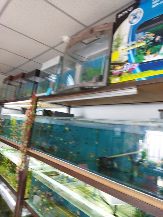 Аквариумная рыбка  в Афалине