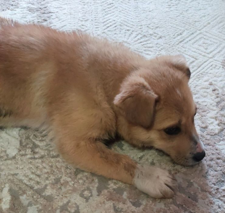 Щенок мальчик в добрые ручки