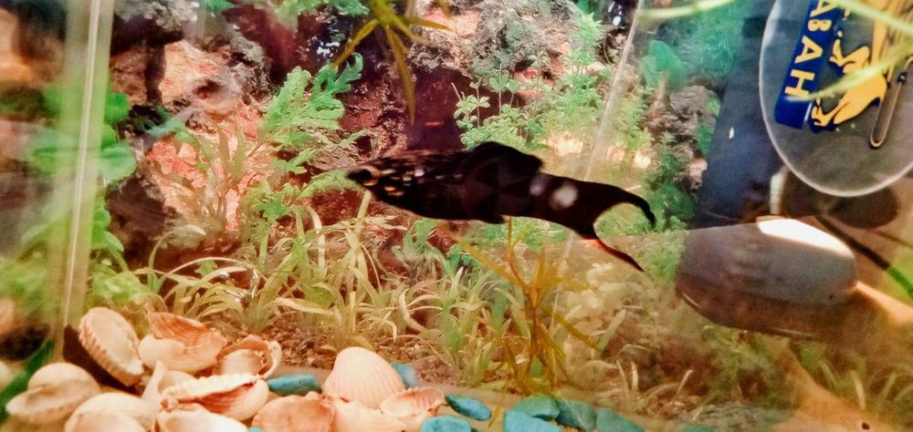 Продаю моллинизию