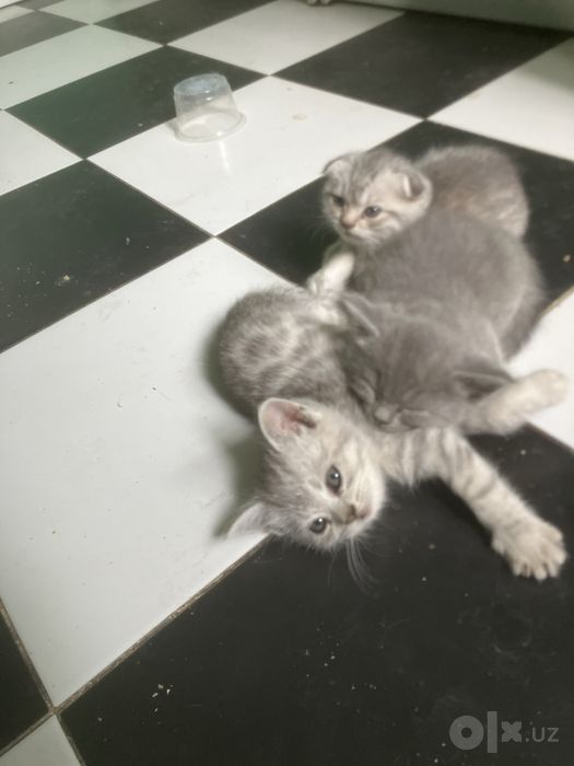 Продам кошку и котят