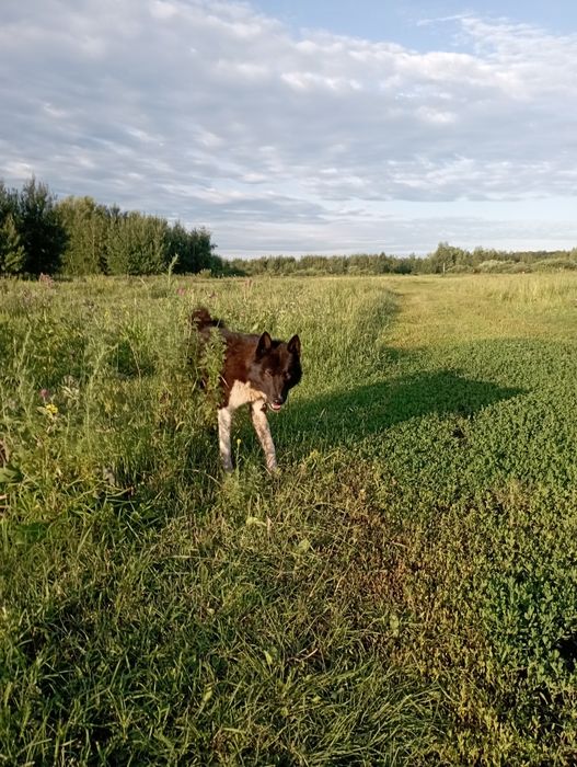 Продам кабеля западносибирской лайки!